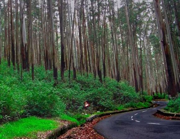 Observatory Pine Forest