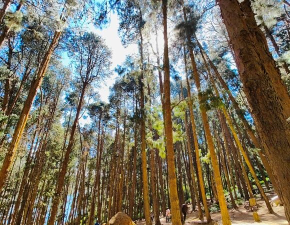 Observatory Pine Forest